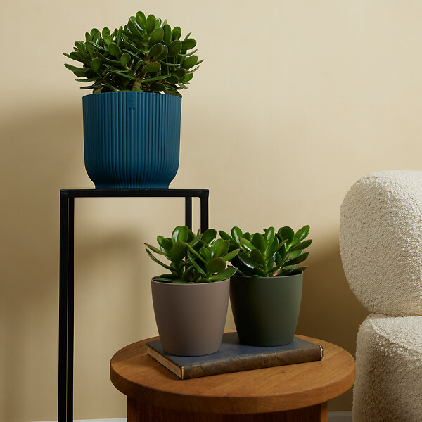 BLOOMIQUE - Lot de 2 - Crassula Ovata Arbre Magique - Plante de Jade - H. 15-20 cm - P. 12 cm - large