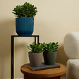 BLOOMIQUE - Lot de 2 - Crassula Ovata Arbre Magique - Plante de Jade - H. 15-20 cm - P. 12 cm - vignette
