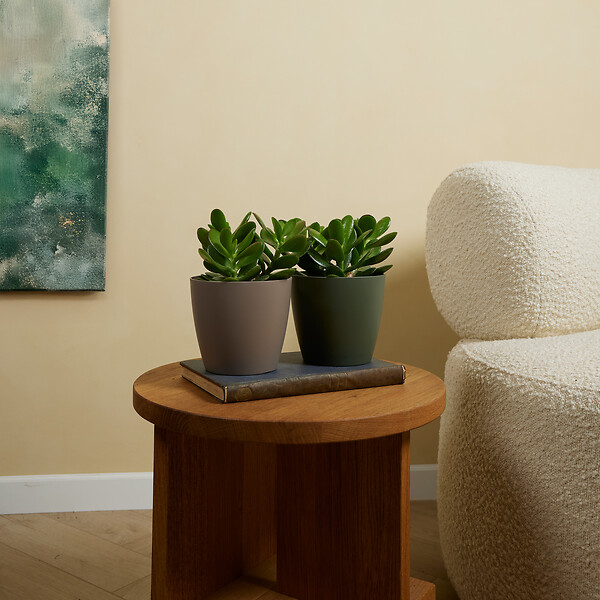BLOOMIQUE - Lot de 2 - Crassula Ovata Arbre Magique - Plante de Jade - H. 15-20 cm - P. 12 cm - large