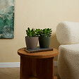 BLOOMIQUE - Lot de 2 - Crassula Ovata Arbre Magique - Plante de Jade - H. 15-20 cm - P. 12 cm - vignette