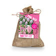 BLOOMIQUE - Mix de 50 - Le Sac Rose - Mix Rose - Tulipes, Jacinthes, Allium - Bulbes à fleurs - vignette