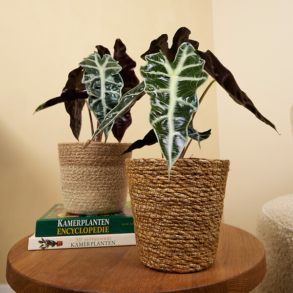 BLOOMIQUE - Lot de 2 - Alocasia Polly - Plante squelette - Plante d'intérieur - Purificateur d'air - H. 30-40 cm - large