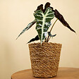 BLOOMIQUE - Lot de 2 - Alocasia Polly - Plante squelette - Plante d'intérieur - Purificateur d'air - H. 30-40 cm - vignette