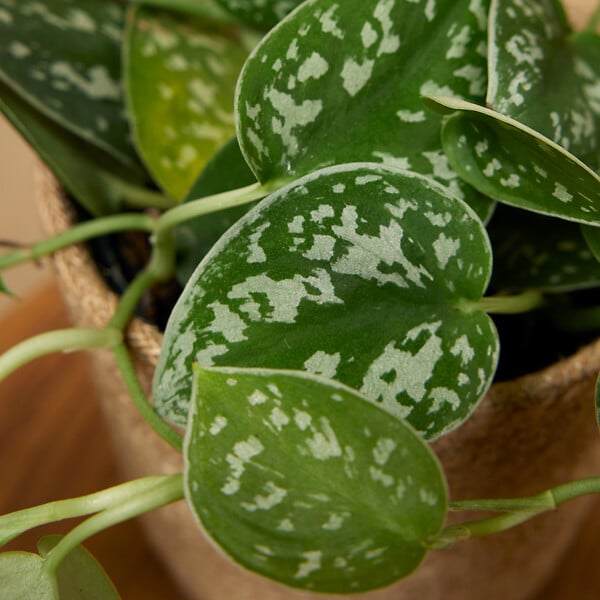 BLOOMIQUE - Scindapsus Pictus - Silvervine - Plante retombante - H. 15-20 cm - P. 12 cm - large