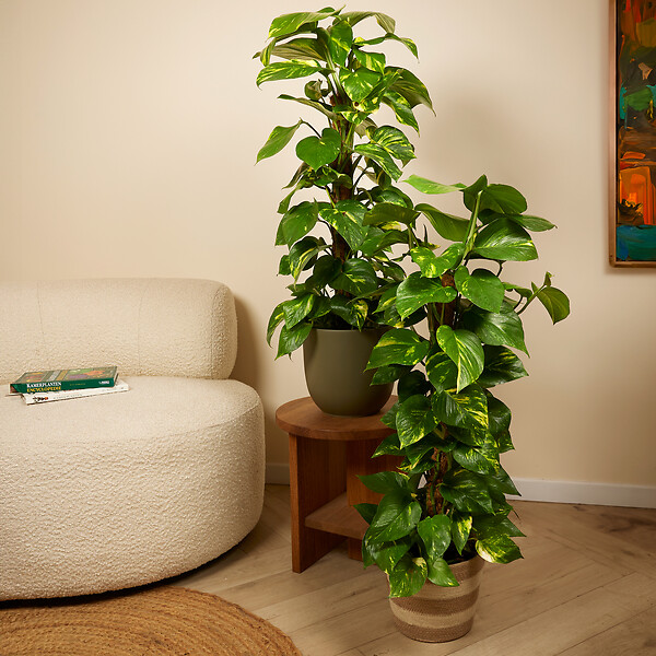 BLOOMIQUE - Epipremnum Aureum - Avec tige en mousse - Lierre dragon - Plante grimpante - H. 70-90 cm - large