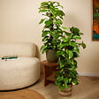 BLOOMIQUE - Epipremnum Aureum - Avec tige en mousse - Lierre dragon - Plante grimpante - H. 70-90 cm - vignette