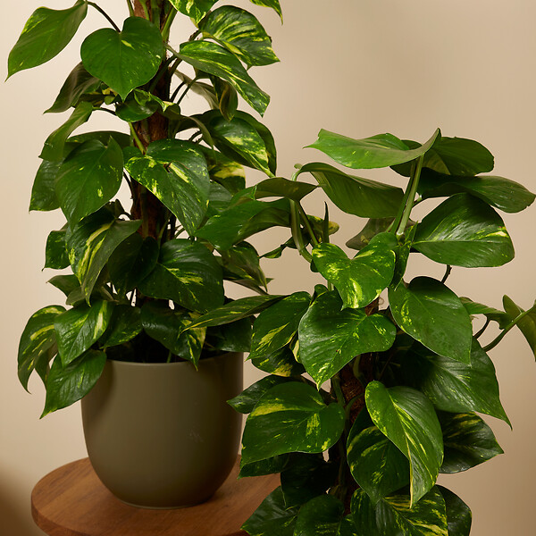 BLOOMIQUE - Epipremnum Aureum - Avec tige en mousse - Lierre dragon - Plante grimpante - H. 70-90 cm - large