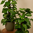 BLOOMIQUE - Epipremnum Aureum - Avec tige en mousse - Lierre dragon - Plante grimpante - H. 70-90 cm - vignette