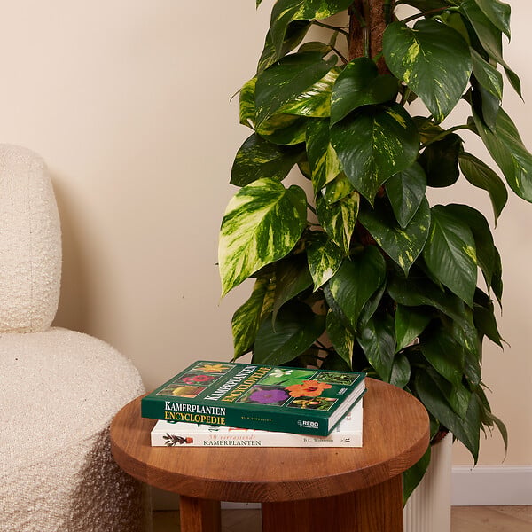 BLOOMIQUE - Epipremnum Aureum - Avec tige de mousse - Lierre dragon - H. 140-160 cm - P. 27 cm - large