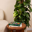 BLOOMIQUE - Epipremnum Aureum - Avec tige de mousse - Lierre dragon - H. 140-160 cm - P. 27 cm - vignette