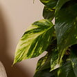 BLOOMIQUE - Epipremnum Aureum - Avec tige de mousse - Lierre dragon - H. 140-160 cm - P. 27 cm - vignette