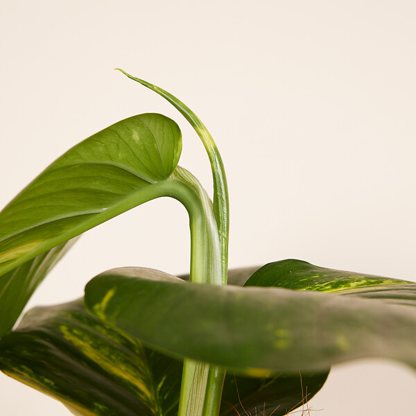 BLOOMIQUE - Epipremnum Aureum - Avec tige de mousse - Lierre dragon - H. 140-160 cm - P. 27 cm - large