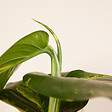 BLOOMIQUE - Epipremnum Aureum - Avec tige de mousse - Lierre dragon - H. 140-160 cm - P. 27 cm - vignette