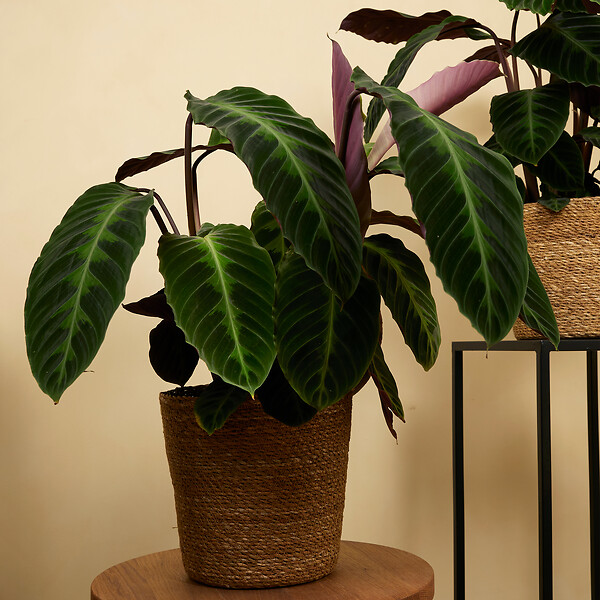 BLOOMIQUE - Calathea Warscewiczii - Plante paon - Plantes d'intérieur - Purificateur d'air - H. 50-70 cm - large