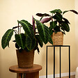 BLOOMIQUE - Calathea Warscewiczii - Plante paon - Plantes d'intérieur - Purificateur d'air - H. 50-70 cm - vignette