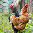 ID MARKET - Grillage pour poules vert 1x25M maille 25mm triple torsion clôture souple jardin animaux - vignette