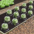 ID MARKET - Cloche à salades x12 serre de protection pour plants - vignette