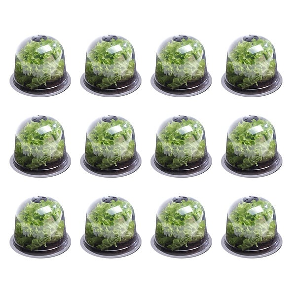 ID MARKET - Cloche à salades x12 serre de protection pour plants - large