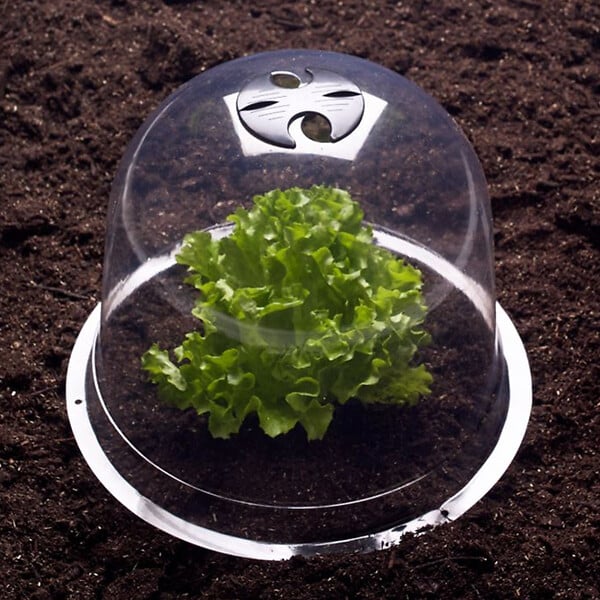 ID MARKET - Cloche à salades x12 serre de protection pour plants - large