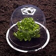 ID MARKET - Cloche à salades x12 serre de protection pour plants - vignette