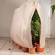 ID MARKET - Housse d'hivernage pour plante et arbuste 200 x 240 cm - vignette