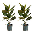 BLOOMIQUE - Lot de 2 - Ficus Elastica Robusta - Hévéa - Plante à caoutchouc - H. 50-60 cm - P. 17 cm - vignette
