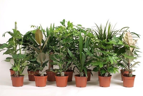 FLOREAC - Plantes vertes mix - large