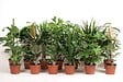FLOREAC - Plantes vertes mix - vignette