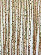 MOREL - RDP SAMANA BR 90x200 - vignette