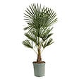 BLOOMIQUE - Trachycarpus Fortunei - Palmier éventail chinois - Palmier rustique - H. 120-150 cm - P. 30 cm - vignette