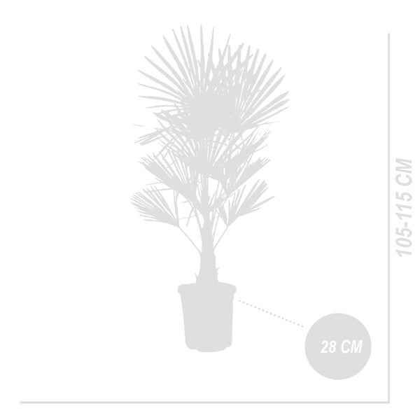 BLOOMIQUE - Trachycarpus Fortunei - Palmier éventail chinois - Palmier rustique - H. 120-150 cm - P. 30 cm - large