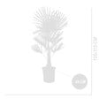 BLOOMIQUE - Trachycarpus Fortunei - Palmier éventail chinois - Palmier rustique - H. 120-150 cm - P. 30 cm - vignette