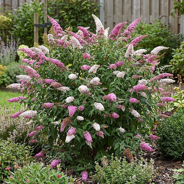 BLOOMIQUE - Lot de 2 - Buddleja Davidii Duo Rose et Blanc - Arbre aux papillons - H. 30-40 cm - P. 17 cm - large