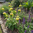 BLOOMIQUE - Lot de 3 - Phlomis russeliana - Sauge de Jérusalem - Floraison abondante - H. 10-20 cm - P. 9 cm - vignette