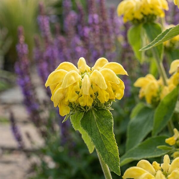 BLOOMIQUE - Lot de 3 - Phlomis russeliana - Sauge de Jérusalem - Floraison abondante - H. 10-20 cm - P. 9 cm - large