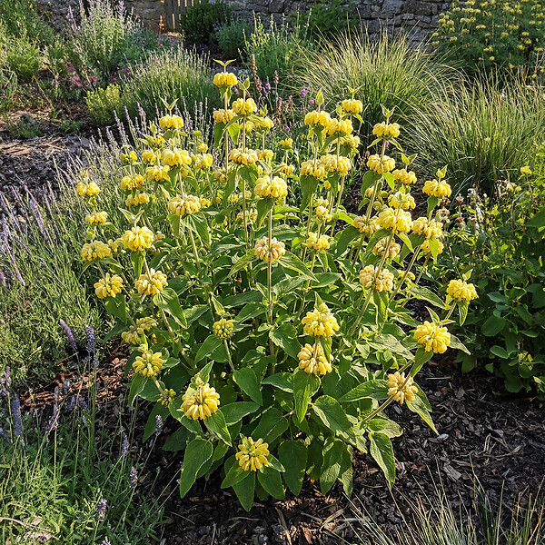 BLOOMIQUE - Lot de 3 - Phlomis russeliana - Sauge de Jérusalem - Floraison abondante - H. 10-20 cm - P. 9 cm - large