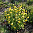 BLOOMIQUE - Lot de 3 - Phlomis russeliana - Sauge de Jérusalem - Floraison abondante - H. 10-20 cm - P. 9 cm - vignette
