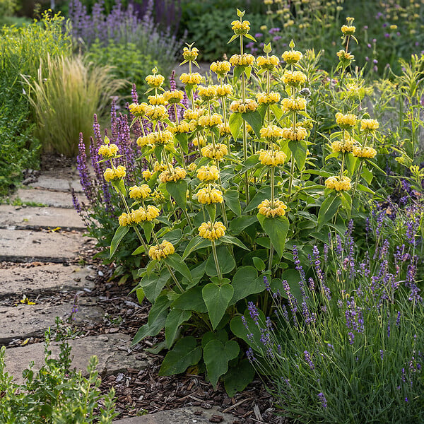 BLOOMIQUE - Lot de 3 - Phlomis russeliana - Sauge de Jérusalem - Floraison abondante - H. 10-20 cm - P. 9 cm - large