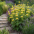 BLOOMIQUE - Lot de 3 - Phlomis russeliana - Sauge de Jérusalem - Floraison abondante - H. 10-20 cm - P. 9 cm - vignette