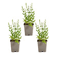 BLOOMIQUE - Lot de 3 - Sauge Sensation Blanche - Floraison blanche - Rustique - Vivace - H. 10-20 cm - P. 9 cm - vignette