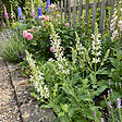 BLOOMIQUE - Lot de 3 - Sauge Sensation Blanche - Floraison blanche - Rustique - Vivace - H. 10-20 cm - P. 9 cm - vignette