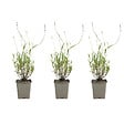 BLOOMIQUE - Lot de 3 - Lavandula Angustifolia 'Dwarf Blue' - Lavande naine - H. 10-20 cm - P. 9 cm - vignette