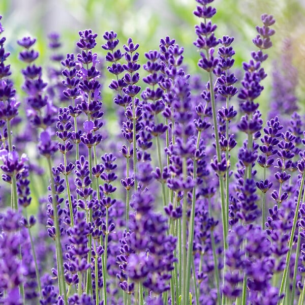 BLOOMIQUE - Lot de 3 - Lavandula Angustifolia 'Dwarf Blue' - Lavande naine - H. 10-20 cm - P. 9 cm - large