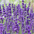 BLOOMIQUE - Lot de 3 - Lavandula Angustifolia 'Dwarf Blue' - Lavande naine - H. 10-20 cm - P. 9 cm - vignette
