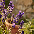 BLOOMIQUE - Lot de 3 - Lavandula Angustifolia 'Dwarf Blue' - Lavande naine - H. 10-20 cm - P. 9 cm - vignette