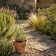 BLOOMIQUE - Lot de 3 - Lavandula Angustifolia 'Dwarf Blue' - Lavande naine - H. 10-20 cm - P. 9 cm - vignette
