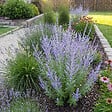 BLOOMIQUE - Lot de 3 - Perovskia Blue Spire - Sauge russe géante - Rustique - Vivace - H. 10-20 cm - P. 9 cm - vignette