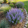 BLOOMIQUE - Lot de 3 - Perovskia Blue Spire - Sauge russe géante - Rustique - Vivace - H. 10-20 cm - P. 9 cm - vignette