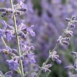 BLOOMIQUE - Lot de 3 - Perovskia Blue Spire - Sauge russe géante - Rustique - Vivace - H. 10-20 cm - P. 9 cm - vignette