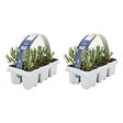 BLOOMIQUE - Lot de 2 - Lavandula angustifolia 'White' - Lavande blanche - Rustique - Parfumée - H. 10-20 cm - vignette
